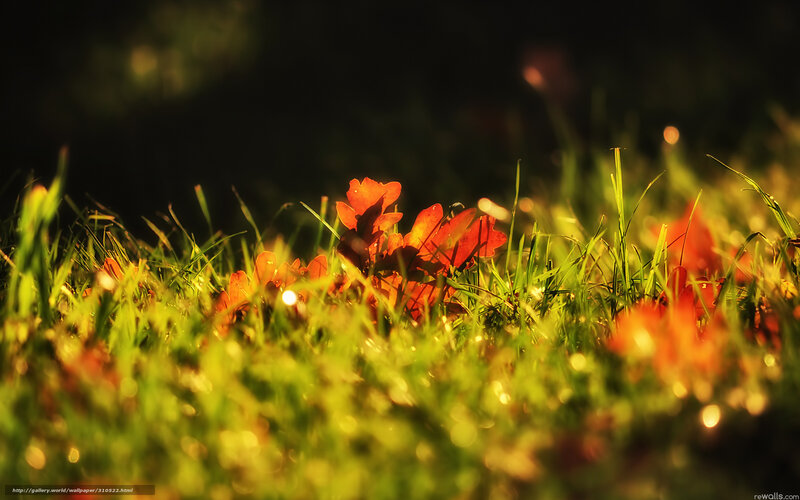 Autumn Leaves in Grass — Green