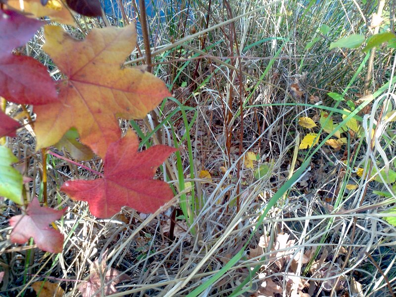 Autumn Leaves in Grass — Red