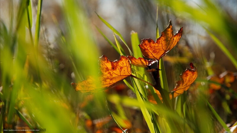 Autumn leaves in grass