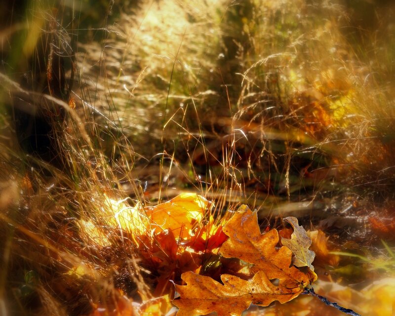 Autumn Leaves in Grass — Yellow
