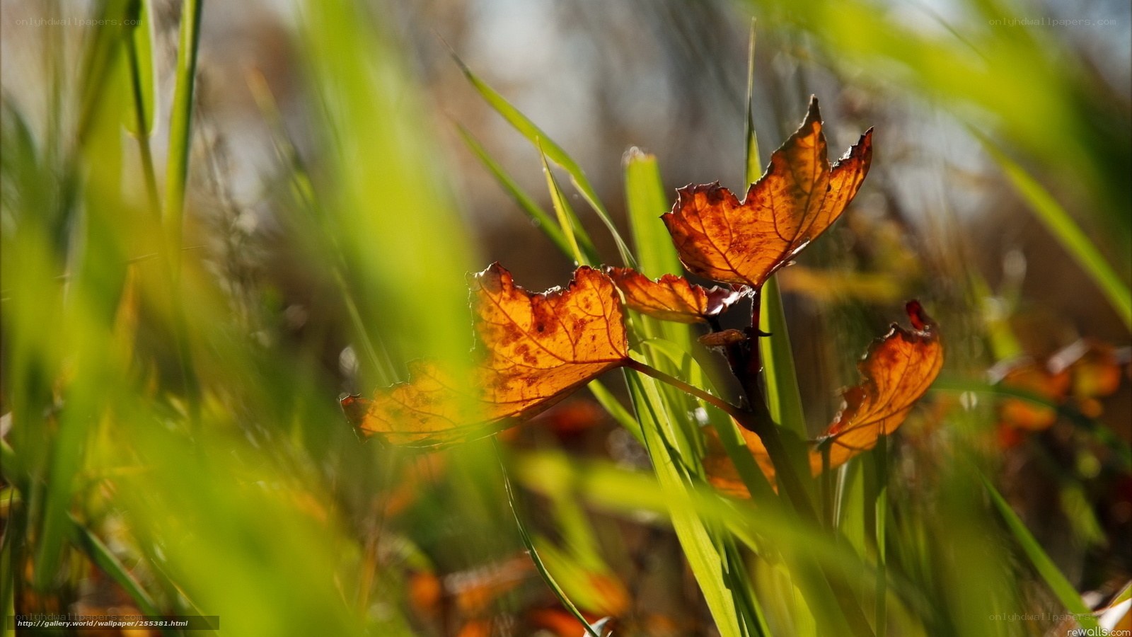 Autumn leaves in grass