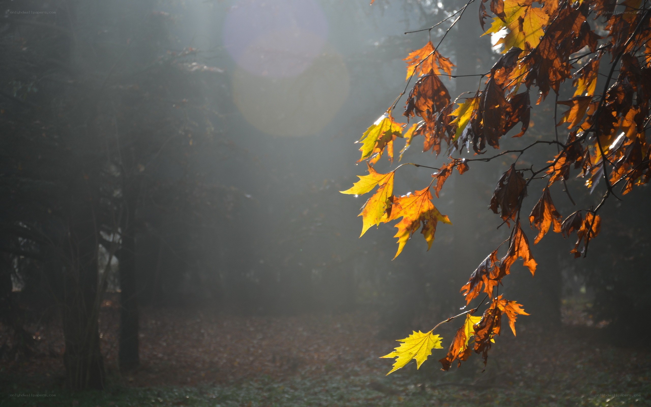Autumn leaves in misty light