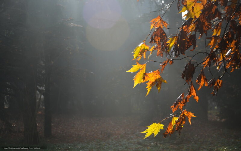 Autumn leaves in morning light
