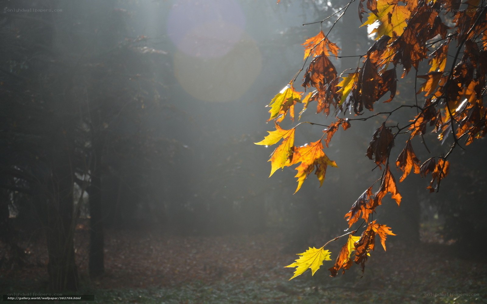 Autumn leaves in morning light