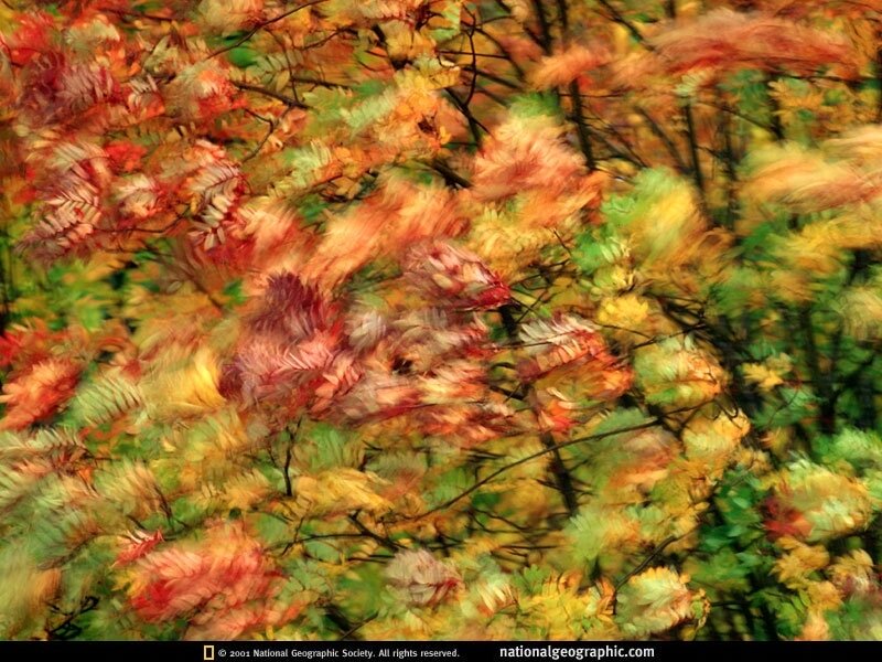 Autumn leaves in motion