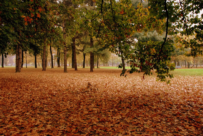 Autumn Leaves in Park — Brown
