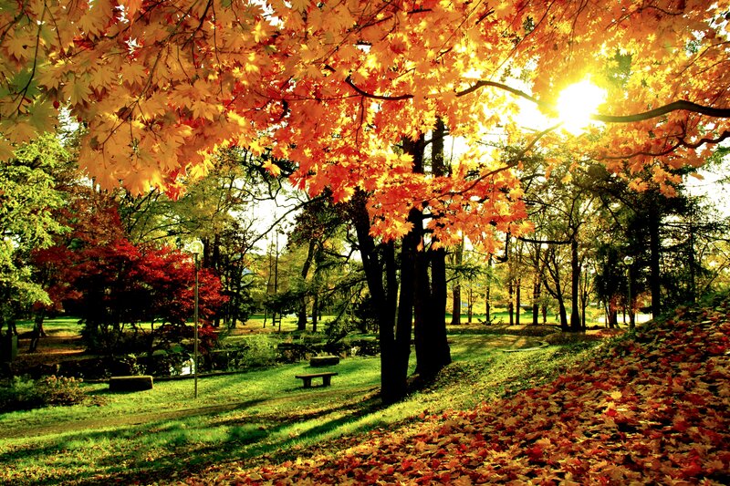 Autumn Leaves in Park — Orange, Serene