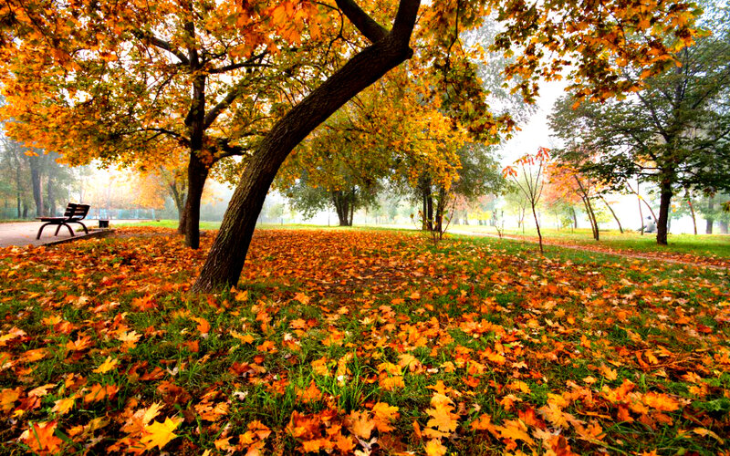 Autumn Leaves in Park — Orange