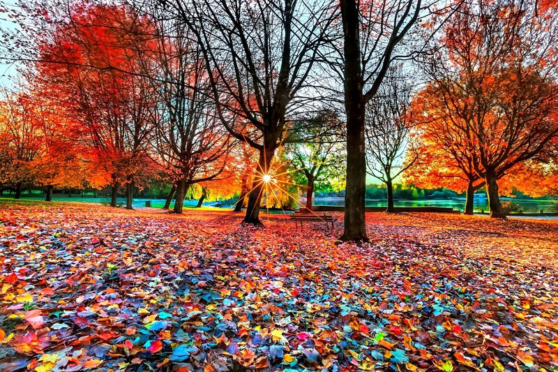 Autumn Leaves in Park — Red
