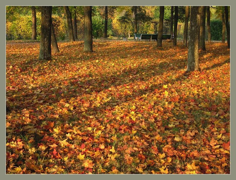 Autumn Leaves in Park