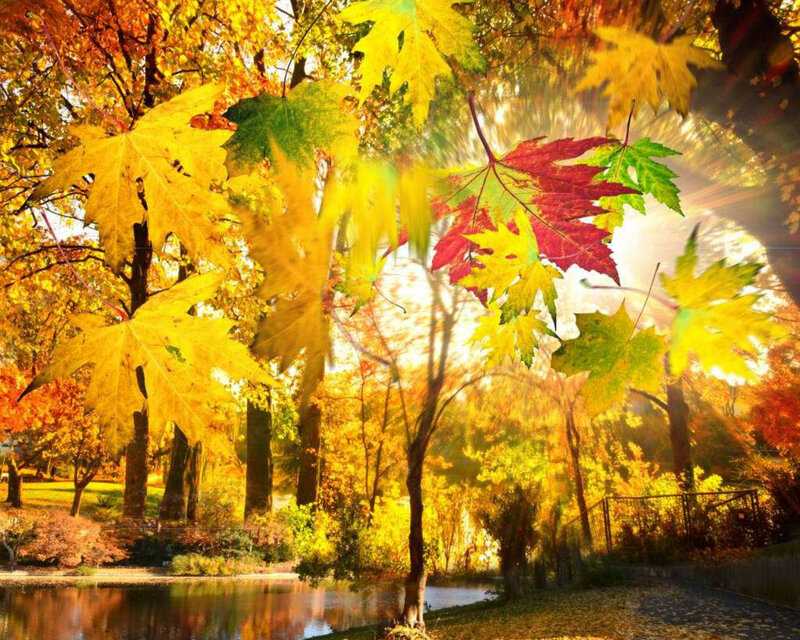 Autumn Leaves in Park — Yellow, Serene