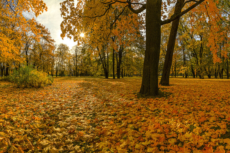 Autumn Leaves in Park — Yellow