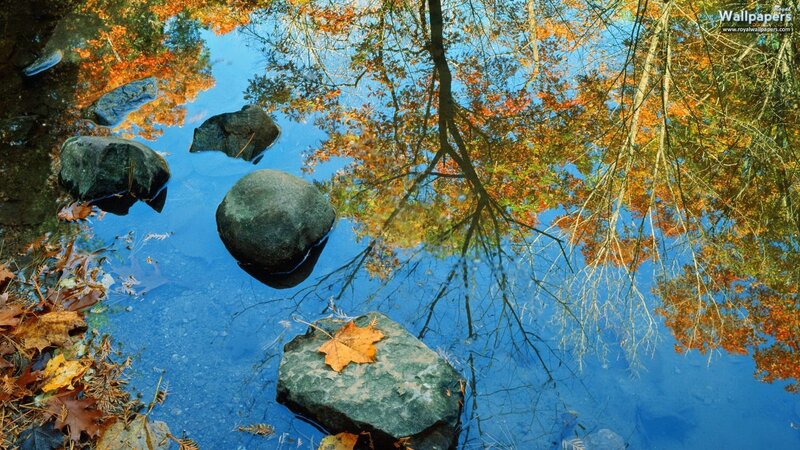 Autumn Leaves in Pond — Blue, Serene