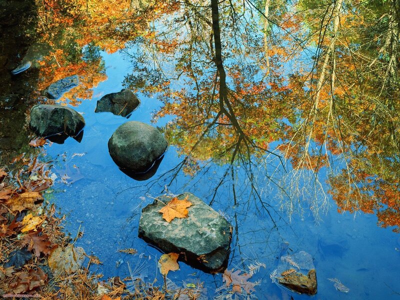 Autumn Leaves in Pond — Blue