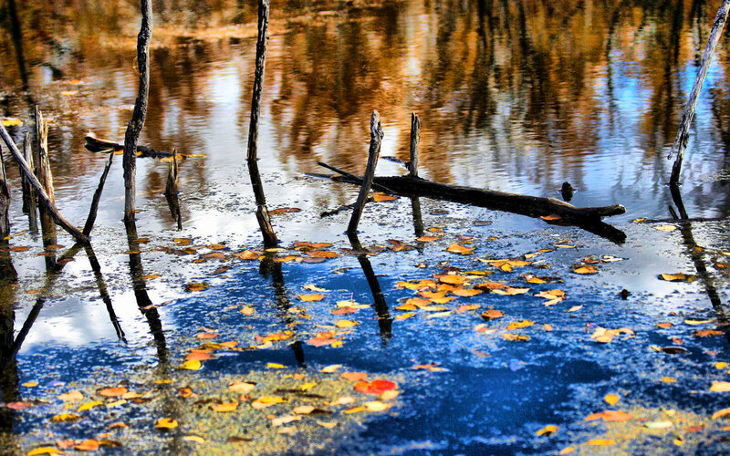 Autumn Leaves in Pond