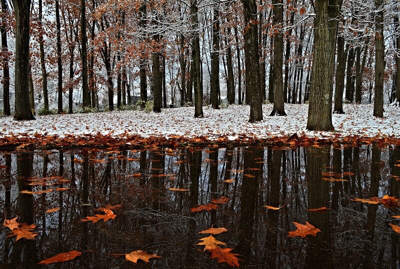 Autumn Leaves in Puddle — Brown