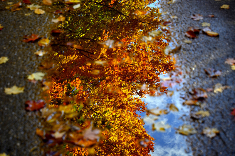 Autumn Leaves in Puddle — Orange