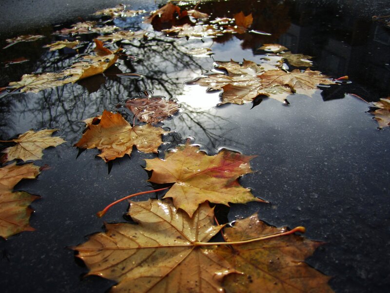 Autumn Leaves in Puddle