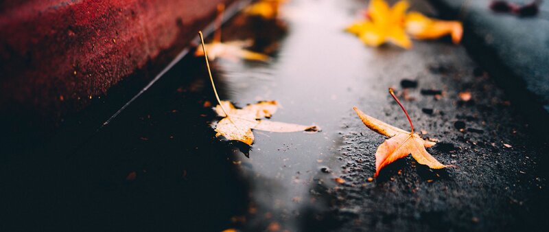 Autumn Leaves in Puddle — Yellow, Calm, Photograph