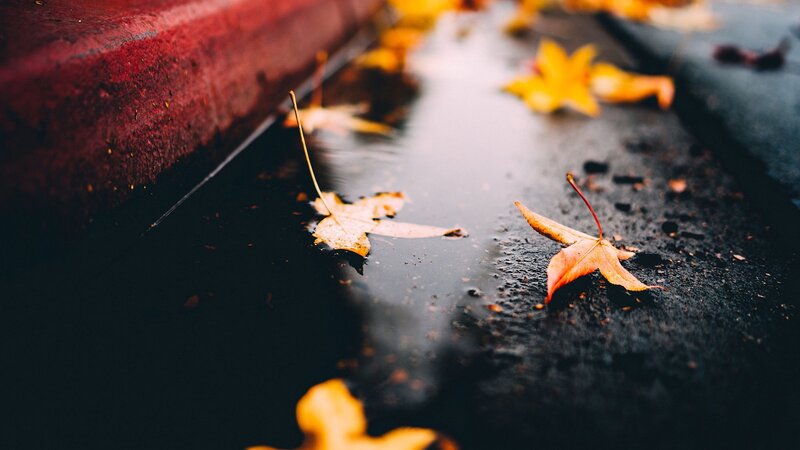 Autumn Leaves in Puddle — Yellow, Calm