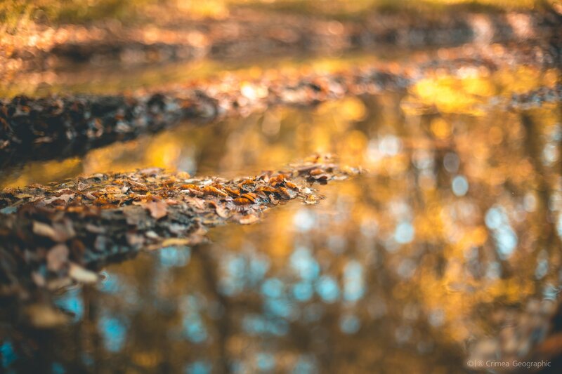 Autumn Leaves in Puddle — Yellow, Serene