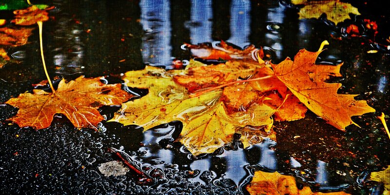 Autumn Leaves in Puddle — Yellow