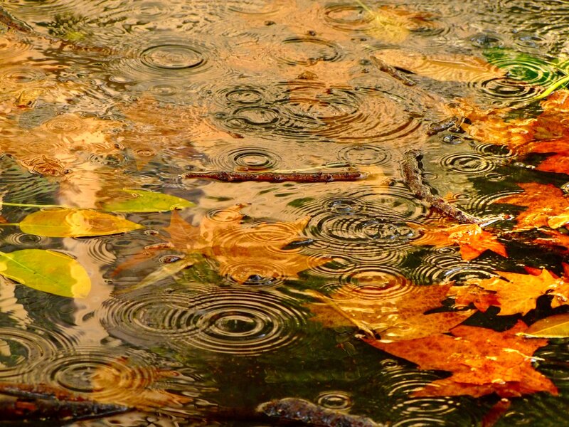 Autumn Leaves in Rain — Orange