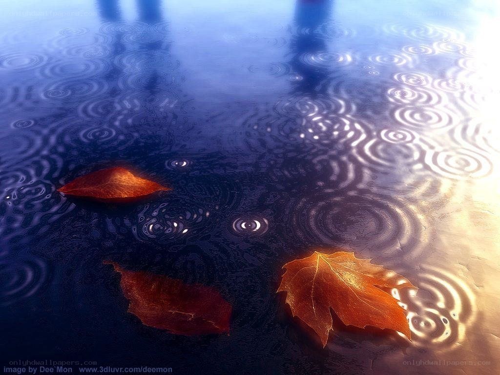 Autumn leaves in rain puddle
