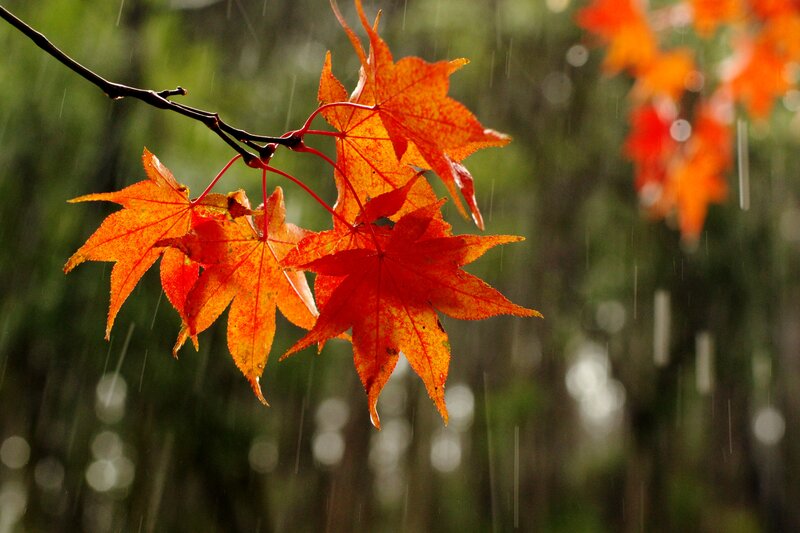 Autumn Leaves in Rain — Red