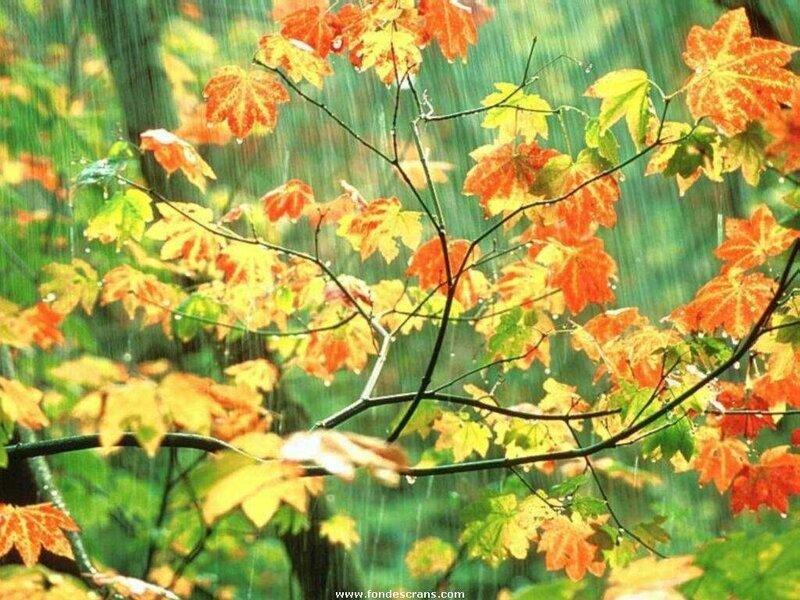 Autumn Leaves in Rain