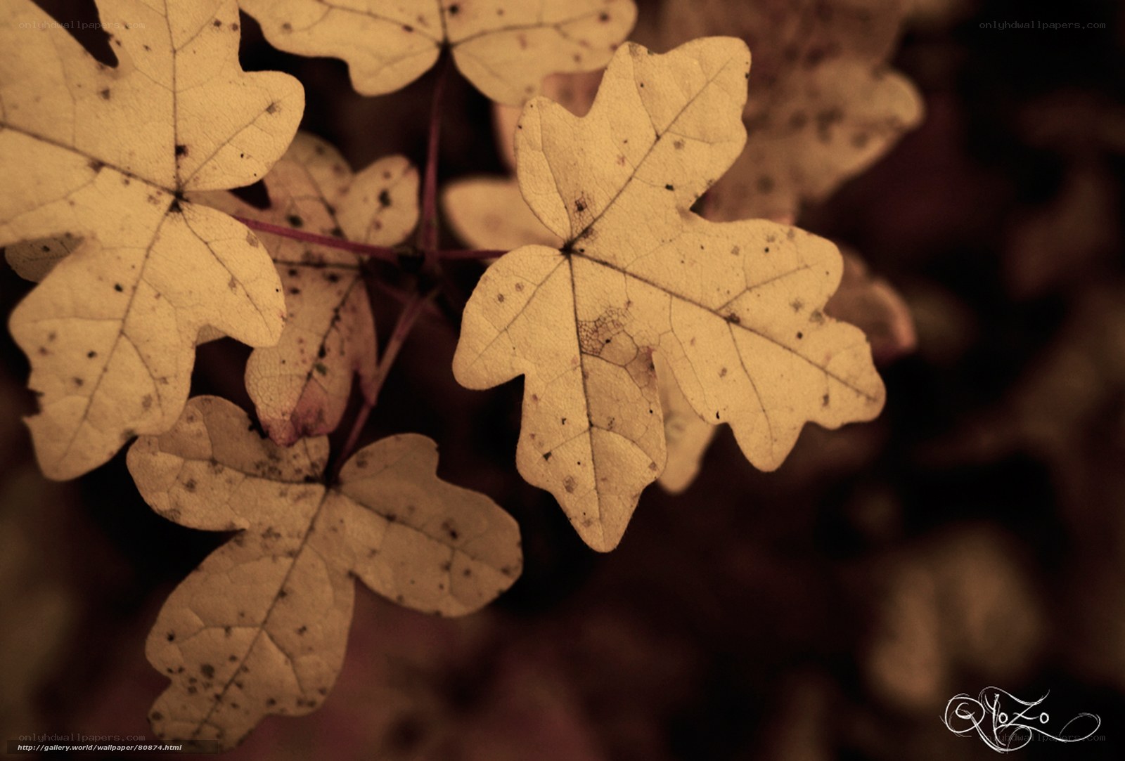 Autumn leaves in sepia