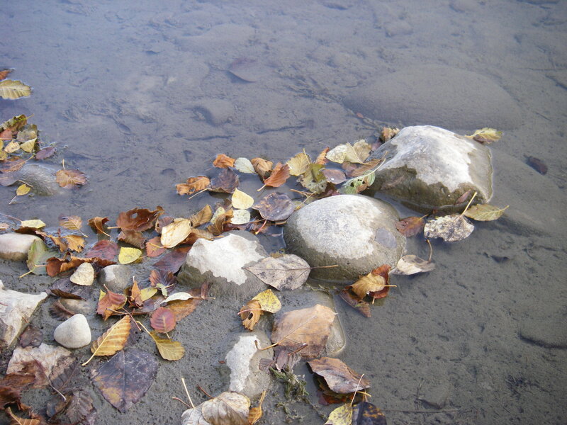 Autumn leaves in shallow water