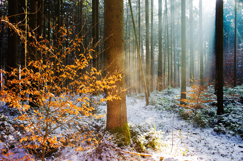 Autumn Leaves in Snow