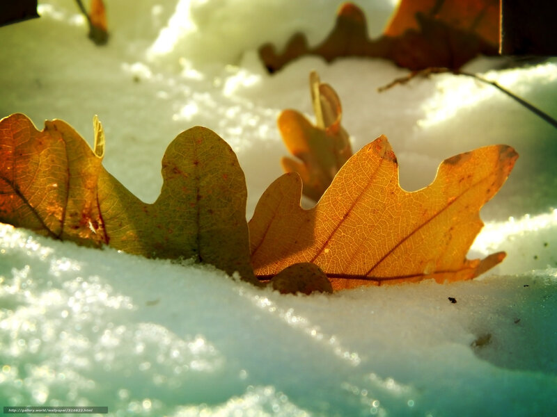 Autumn Leaves in Snow — White