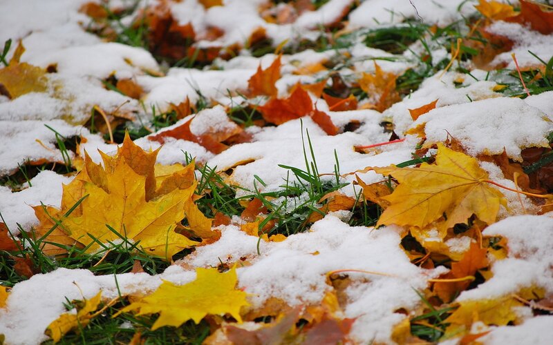 Autumn Leaves in Snow — Yellow