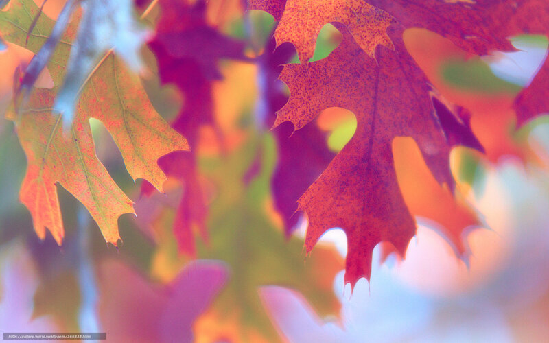 autumn leaves in soft focus