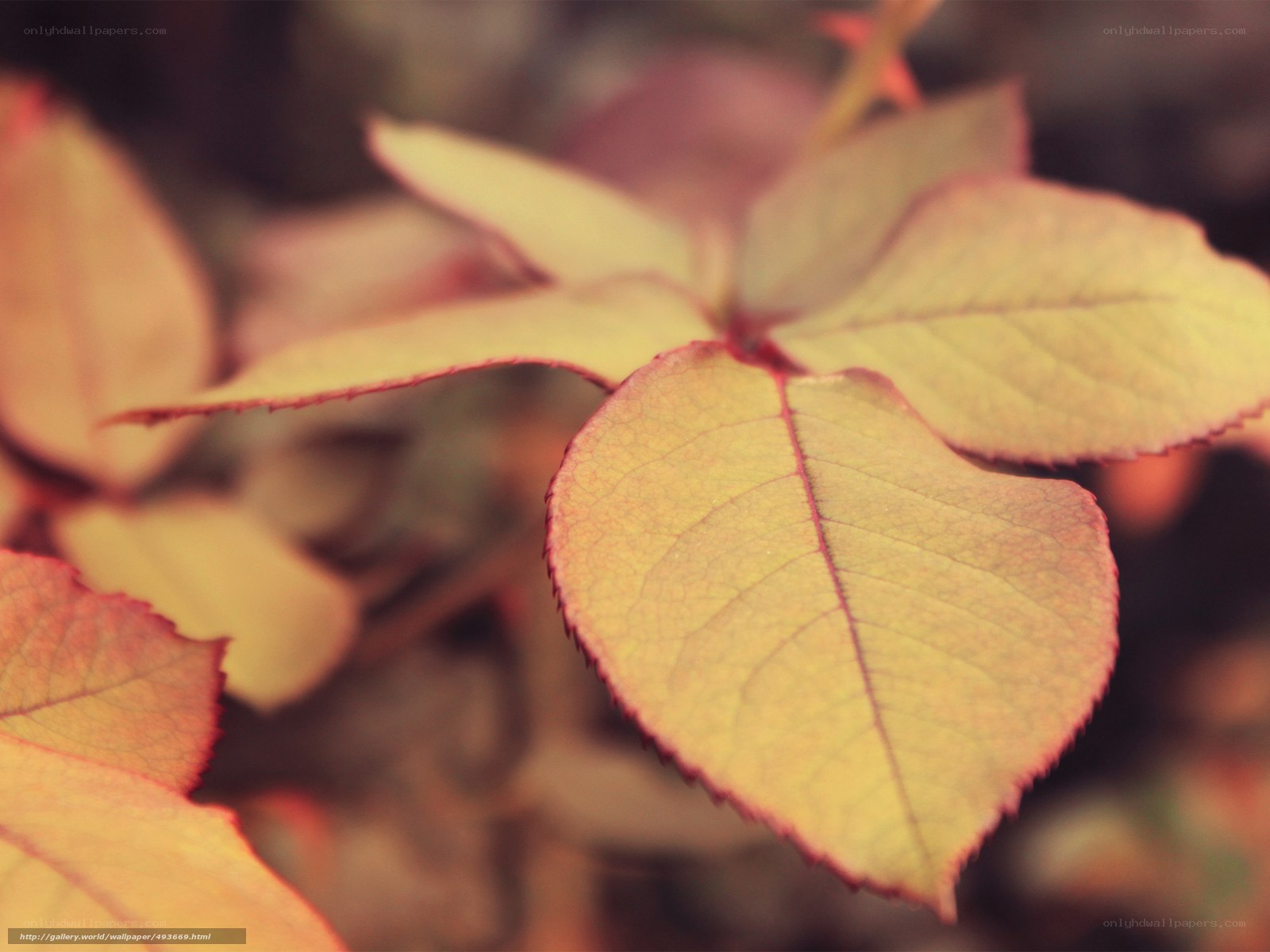 autumn leaves in soft focus