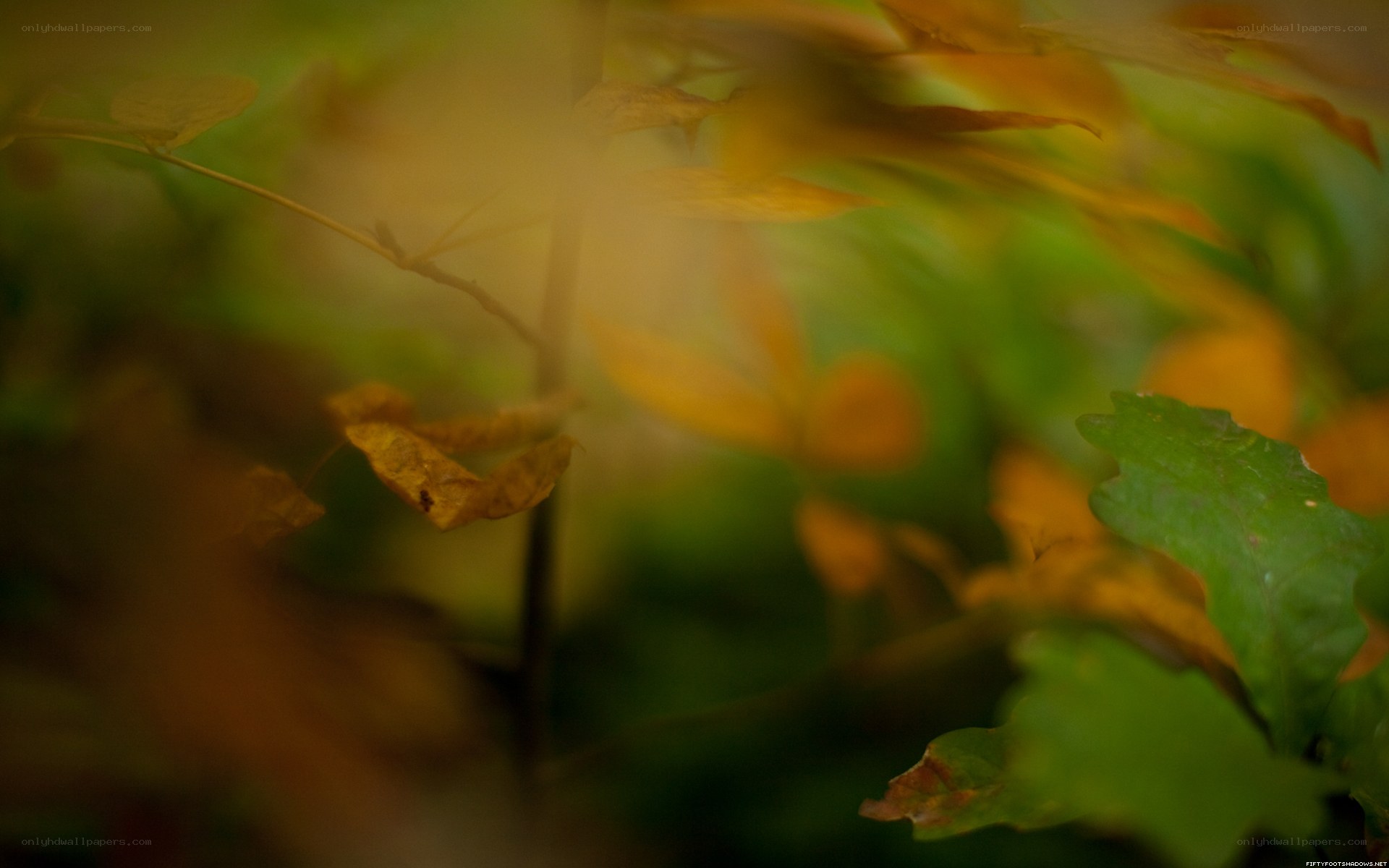 autumn leaves in soft focus
