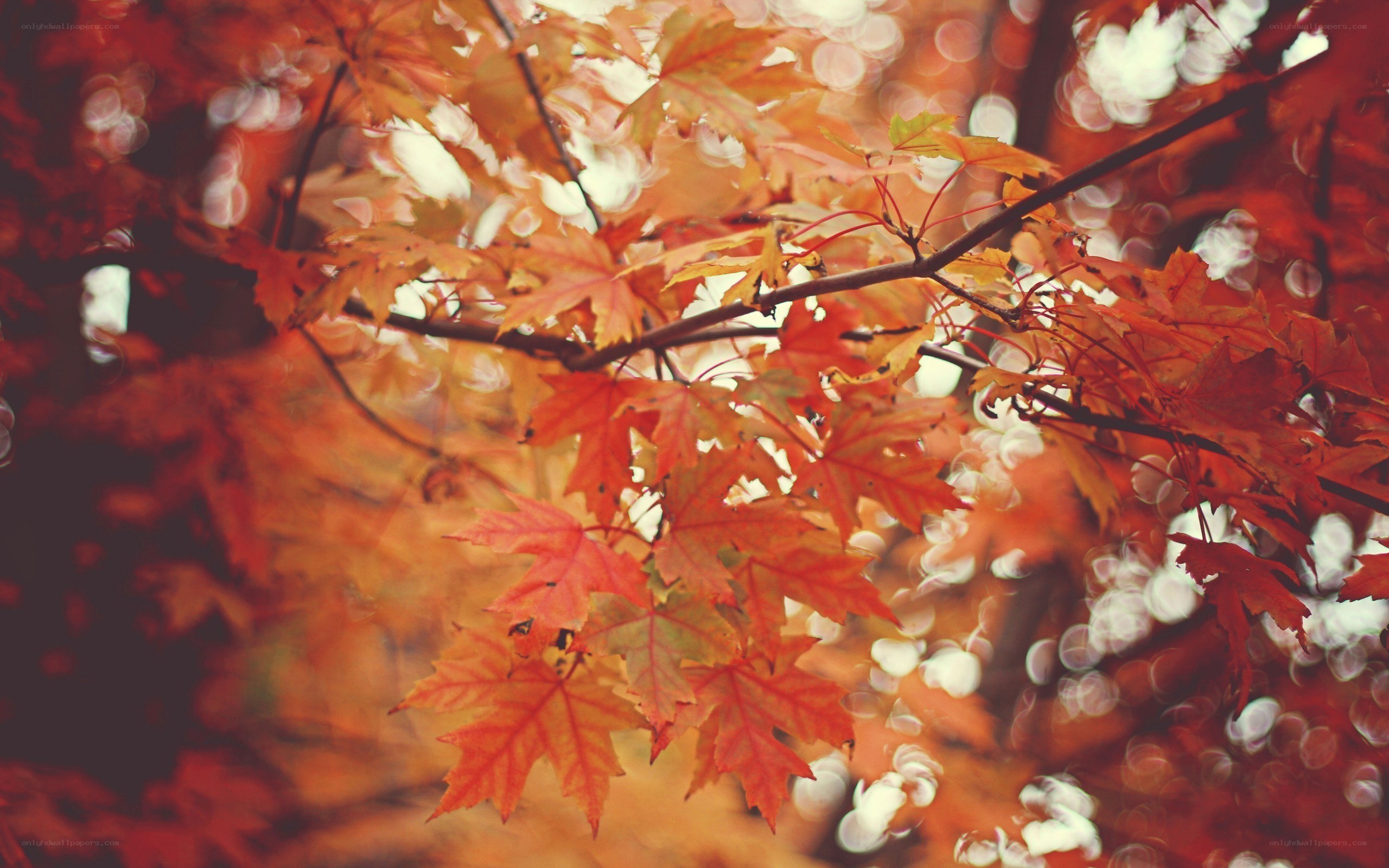 autumn leaves in soft focus