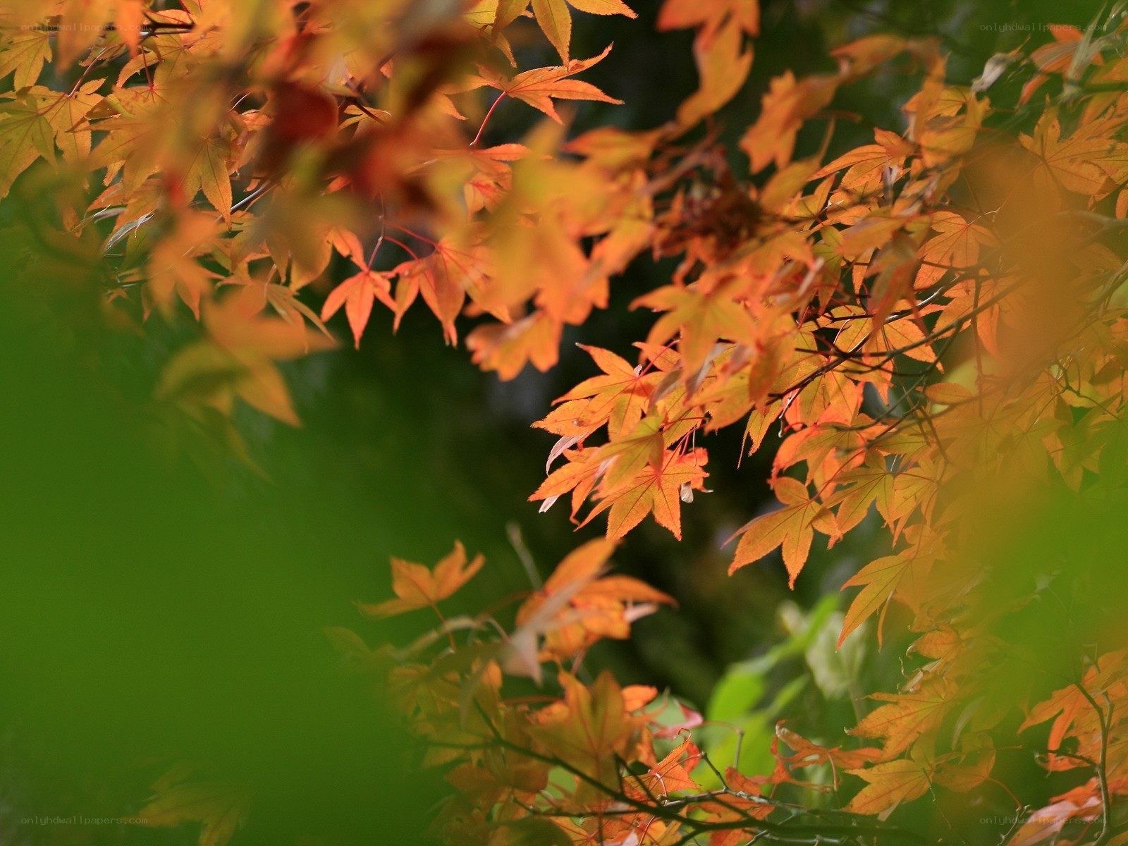 Autumn leaves in soft focus