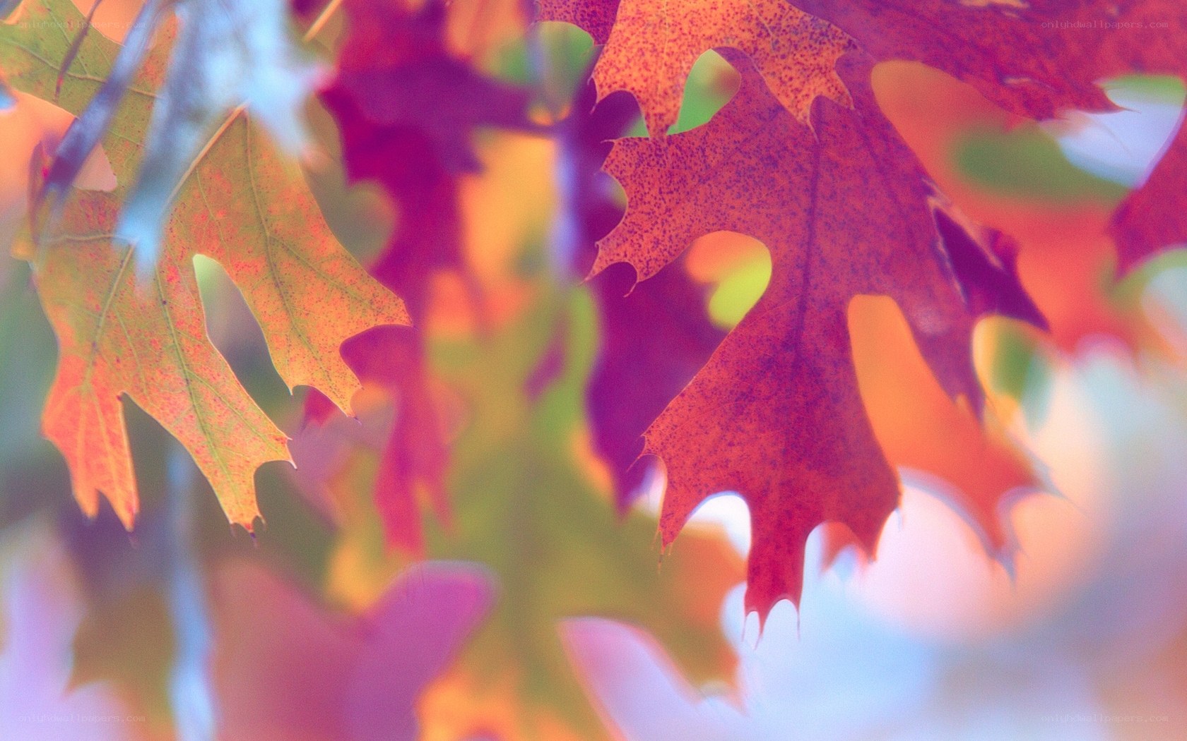 Autumn leaves in soft focus