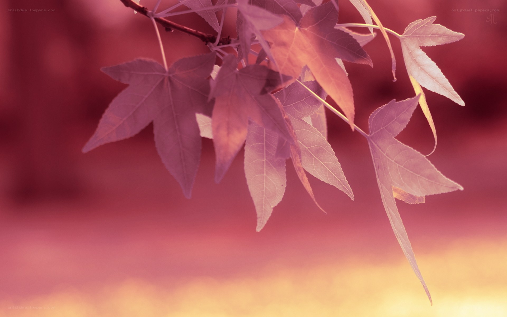 autumn leaves in soft light