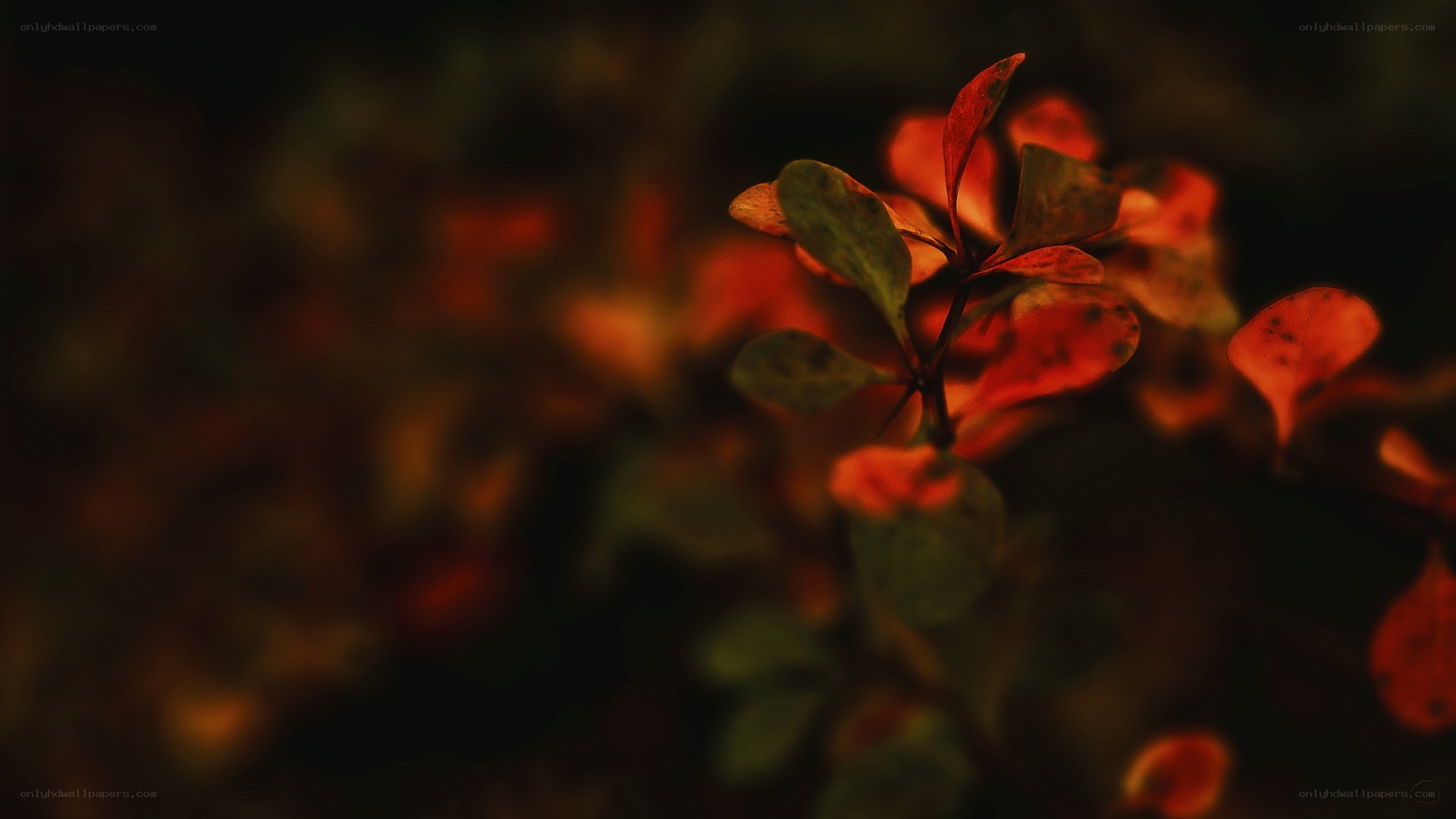 autumn leaves in soft light