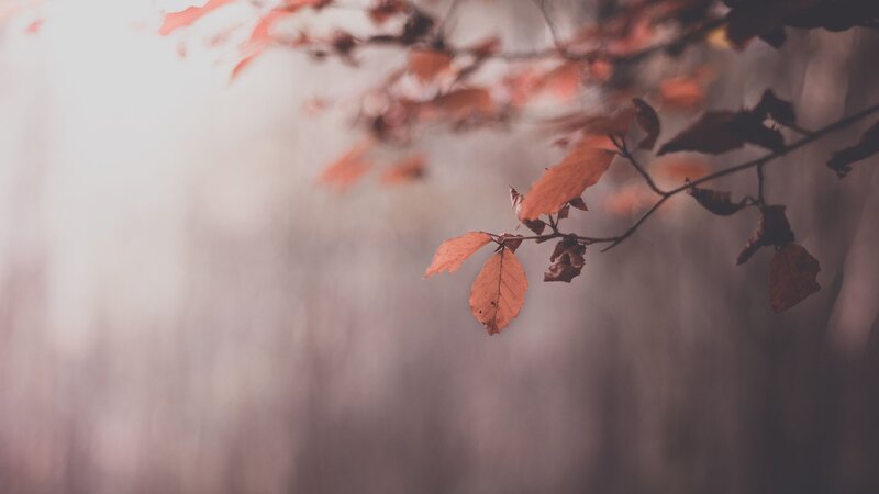 autumn leaves in soft light