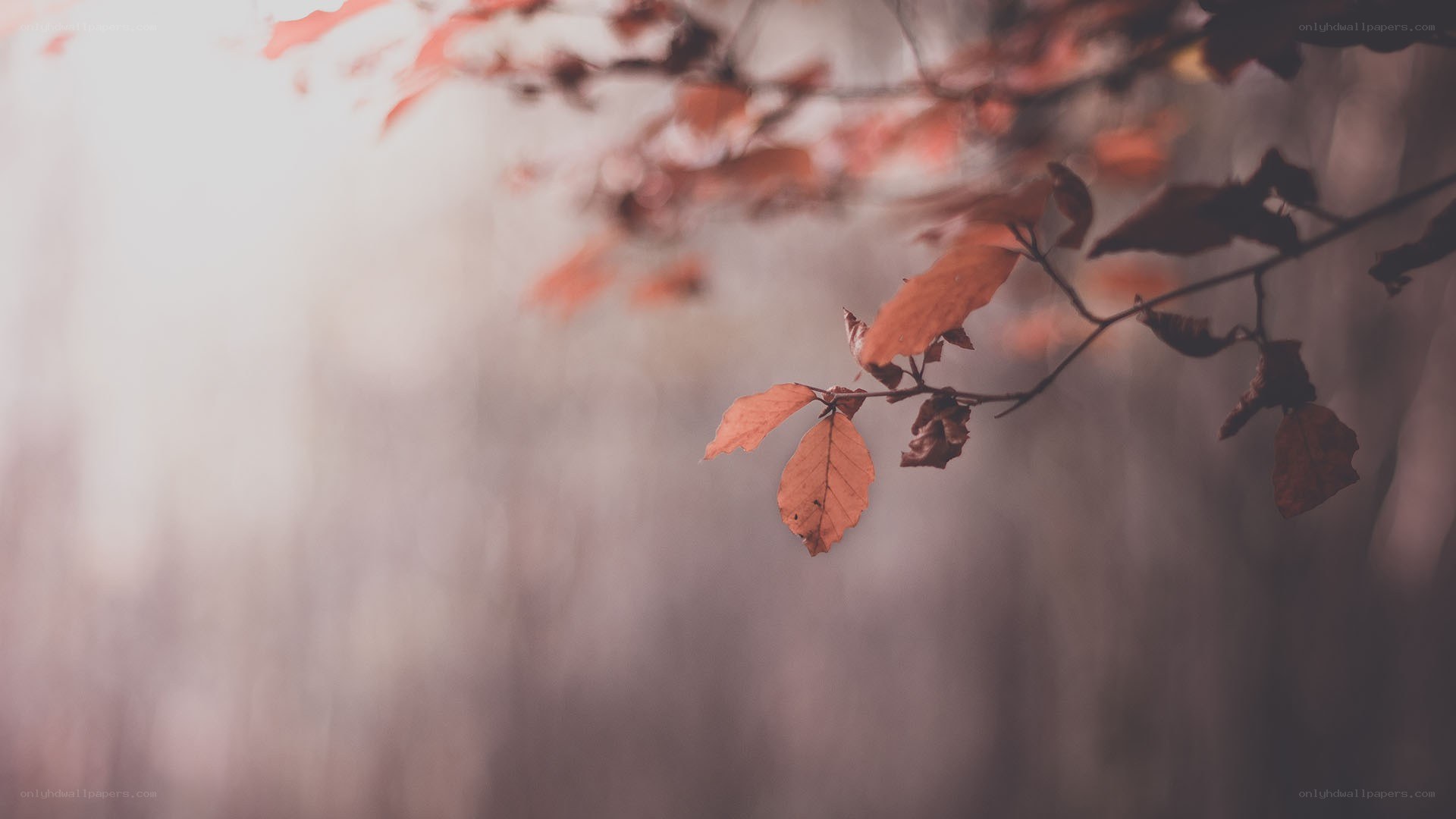 autumn leaves in soft light