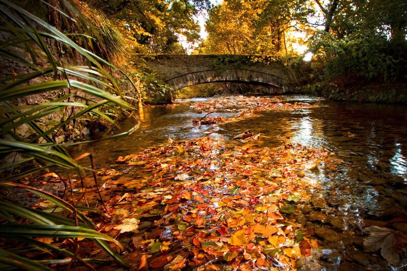 Autumn Leaves in Stream — Brown, Serene, Photograph