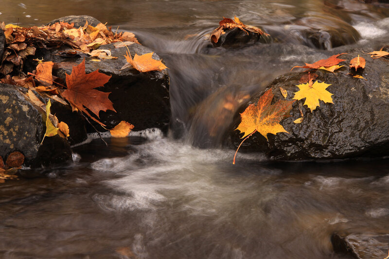 Autumn Leaves in Stream — Brown, Serene