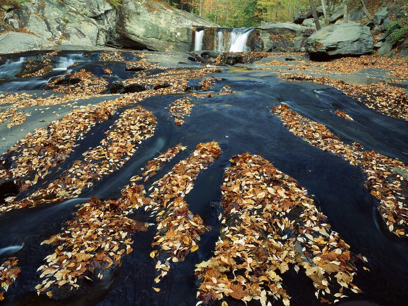 Autumn Leaves in Stream — Brown
