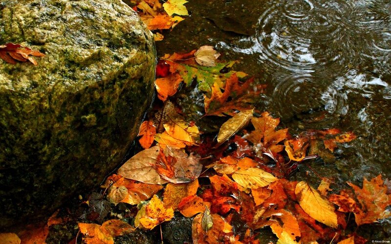 Autumn Leaves in Stream — Orange, Calm, Photograph