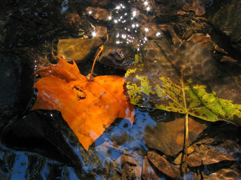 Autumn Leaves in Stream — Orange, Serene, Photograph